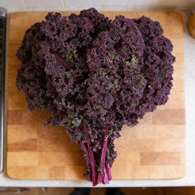 Redbor, (F1) Kale Seed